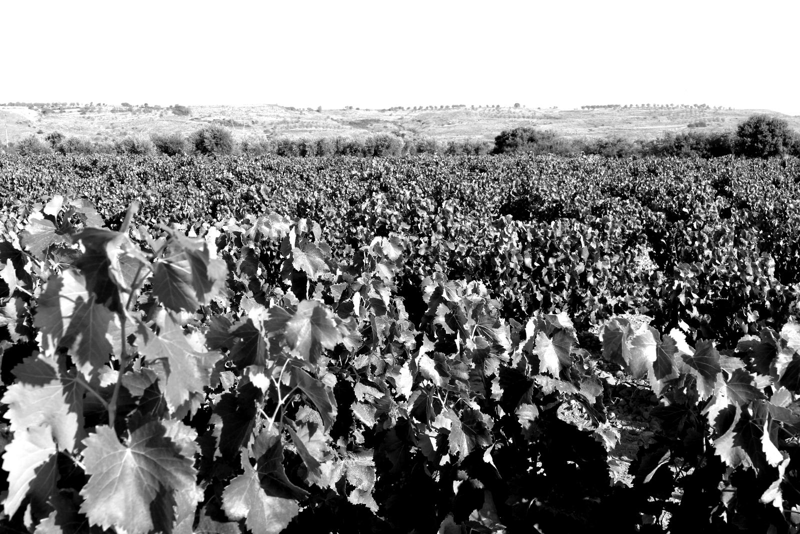 prago-vina-_0009-blackwhite